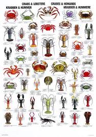 Pin By Madison Johnson On Hive Aliens Fish Chart Crab