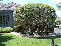 When should trees be pruned? Shrub Tree Trimming
