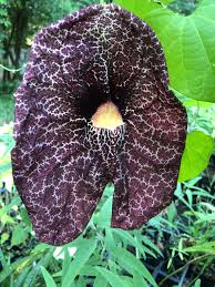 Image result for Aristolochia