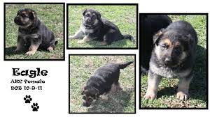 Nadelhaus breeds and sells german shepherd puppies in northern california. Sandcreek Pets Akc German Shepherd Puppies For Sale In Oklahoma