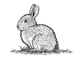 Happy le petit lapin, dessin animé complet en français._notre page facebook: 78 099 Lapin Dessin Imagenes Y Fotos 123rf