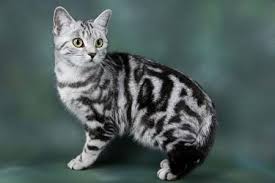 I also read that black cats are related to siamese cats. Cats Of Fallenclan Silver Tabby Cat Grey Tabby Cats Silver Tabby Kitten