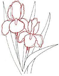 How To Draw An Iris In 5 Steps Iris Drawing Flower Drawing Plant Drawing