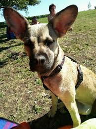 Maybe you would like to learn more about one of these? Franzosische Bulldogge Mix Mischling Franzoesischebulldogge De