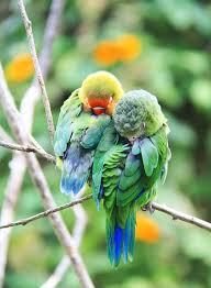 How Birds Grip Things When They Sleep Birds Animal Pictures Animal Lover