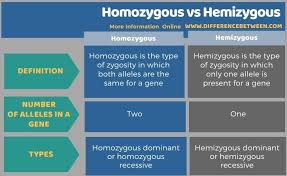 Difference Between Homozygous And Hemizygous Compare The Difference Between Similar Terms