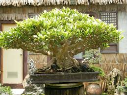 13 Philippine Bonsai Ideas Bonsai Bonsai Garden Bonsai Art
