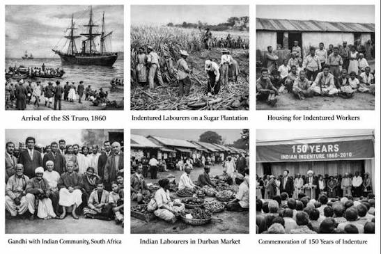 Indian indentured labourers in South Africa legacy