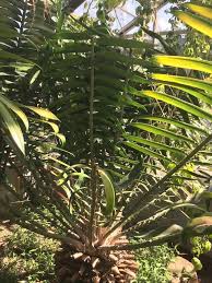 Image result for Encephalartos gratus