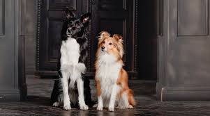Touch device users, explore by touch or with swipe gestures. Border Collie Vs Sheltie Differences Similarities