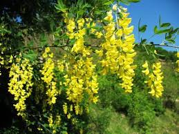 Maybe you would like to learn more about one of these? Pianta Con Fiori Gialli A Grappolo