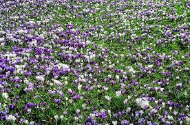 Try planting these flowers in your garden so when spring they come in white, lavender, and deep purple. Purple White Flower Field Flower Flowers Natural Nature Spring Background Bloom Pxfuel