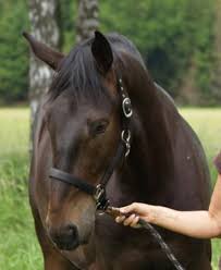 Diamond hit en royal hit komen uit dezelfde moeder als sandro hit. Die S Linie Sandro Hit Nachkommen 2009 Seite 6 Forum Pferd De