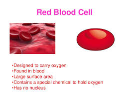 Check spelling or type a new query. Red Blood Cells Erythrocytes Structure Function Myeloid Tissue Bone Marrow Science Online