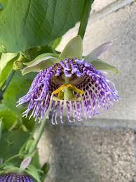 Image result for Passiflora ligularis