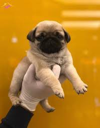 satilik pug fiyatlari kopek dunyasi