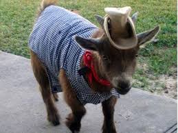 Pin On On The Farm