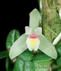 Image result for Polystachya campyloglossa