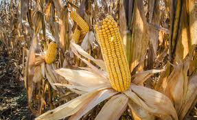 § 1505 management of corporation), established the composition of the board of directors to manage the federal crop insurance corporation (fcic) subject to the general supervision of the secretary of agriculture. Draft Senate Farm Bill Crop Insurance Commodity Programsnational Sustainable Agriculture Coalition