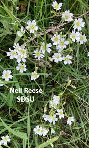 Image result for Caryophyllaceae