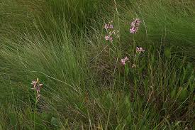 Image result for Chironia