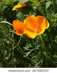 Image result for Papaveraceae