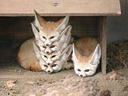 We did not find results for: Cute Baby Fennec Foxes Home Facebook