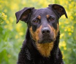 Kane (black lab/rottweiler) by deloris 4 posts november 8, 2007. Rottweiler Lab Mix The Complete Labrottie Dog Breed Guide All Things Dogs All Things Dogs