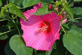 37 Of The Best Hibiscus Varieties Gardener S Path