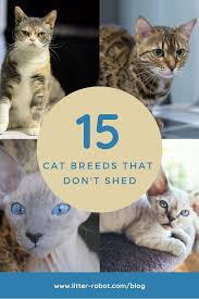 I love cats, but cats that don't shed have a special place in my heart. Cats That Don T Shed 15 Breeds Learn More On Litter Robot Blog Cats That Dont Shed Cat Breeds Cats