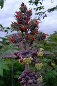 Image result for Ricinus communis
