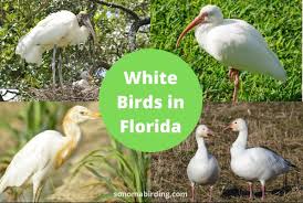 10 Species Of White Birds In Florida Sonoma Birding