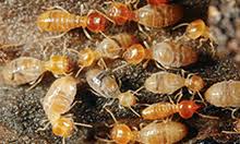 Pest control columbus, united states, pest removal services, critters, extermination, vermin control, rat catcher. Price Pest Control Llc Pest Control Columbus Ms