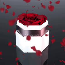 With tenor, maker of gif keyboard, add popular love flowers animated gifs to your conversations. Forever Roses Gifs Get The Best Gif On Giphy