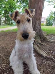 Image result for foxterier drsnosrstý