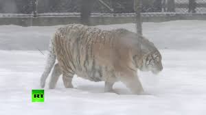 シベリアトラがドローンを追いかけて仕留めるムービーが公開、舞台は「デブ虎」で有名になった中国のトラ園 - GIGAZINE