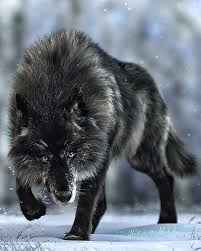 Beautiful Art Work Of A Black Wolf Follow Magnificent Wolves For More Don T Forget To Rate 1 10 Artwork B Wolf Spirit Animal Wolf Dog Animals
