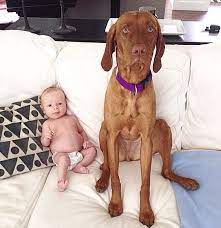 If you're looking for an older dog, europuppy has various pet options available ranging from 10 weeks old to 1 year old. How Much Does A Vizsla Or Any Dog Cost Punch Debt In The Face