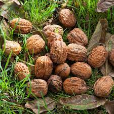 Maybe you would like to learn more about one of these? How To Grow Walnuts Life And Style The Guardian