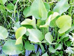 Image result for Limnocharitaceae