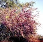 Image result for Securidaca longepedunculata