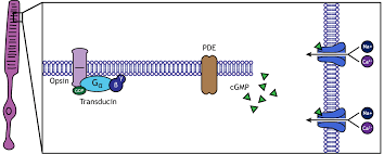 Narrow And Wide Field Amacrine Cells Fire Action Potentials In Response To  Depolarization And Light Stimulation | Visual Neuroscience | Cambridge Core