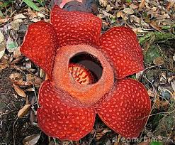 Rafflesia The Biggest Flower In The World Big Flowers Beautiful Flowers Flowers