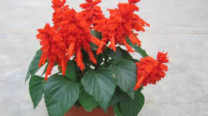 Salvia Splendens Scarlet Sage Profile Rayagarden