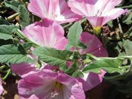 Image result for Behniaceae