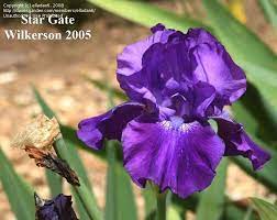 Iris Stargate 32 Tall Reblooms To Zone 6 Bearded Iris Iris Bloom