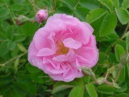 Rose Damascena Rose Otto Fragrant Pink Flowering Plant Yields Rose Petals That Provide The Precious Rose Essential Oil Taking 7 10 Rose Rose Otto Flowers