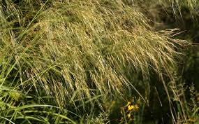 Image result for Aristida transvaalensis