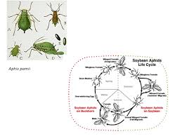 Their life cycle begins with the hatching of eggs on a host plant at the beginning of spring. Hama Penting Ordo Homoptera Ppt Download
