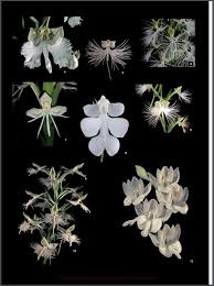 Image result for Habenaria petitiana
